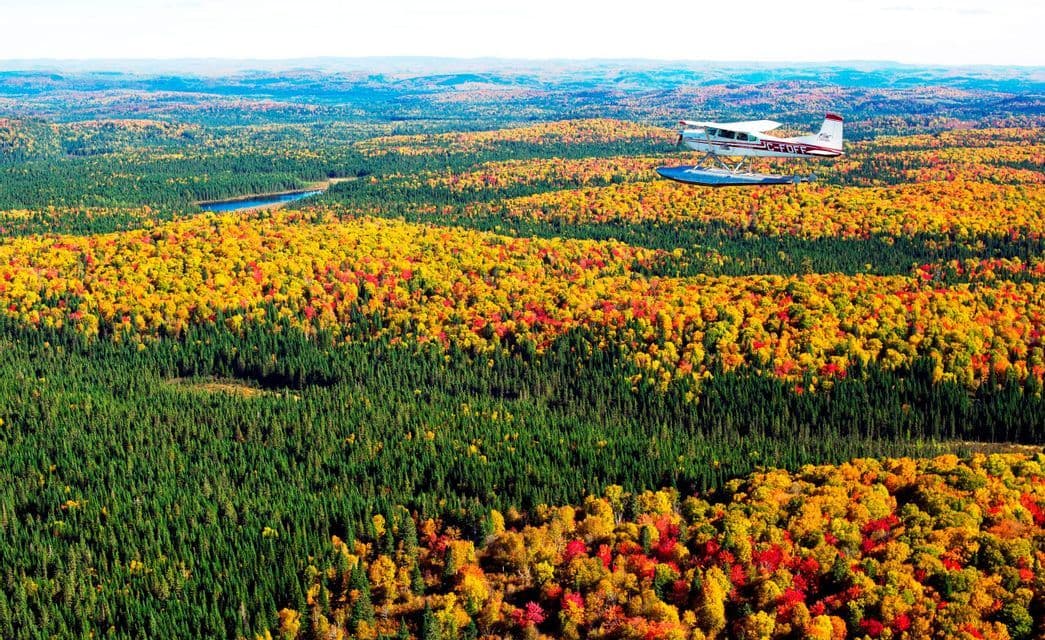 Vue aérienne d'un hydravion survolant une vaste forêt aux pins verts denses et aux arbres parés de feuilles d'automne jaunes et rouges.