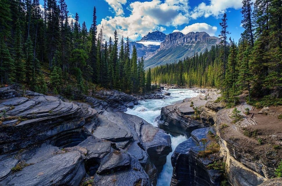 Un río caudaloso surca un cañón rocoso, flanqueado por un denso bosque de pinos con montañas nevadas al fondo.
