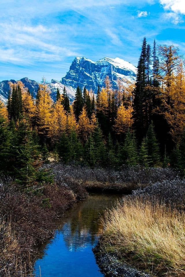 Un arroyo cristalino fluye a través de un bosque de árboles otoñales verdes y amarillos, con una gran montaña nevada al fondo bajo un cielo azul.