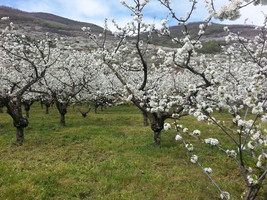 Un huerto de cerezos cubierto de flores blancas en un campo de hierba con una colina al fondo.
