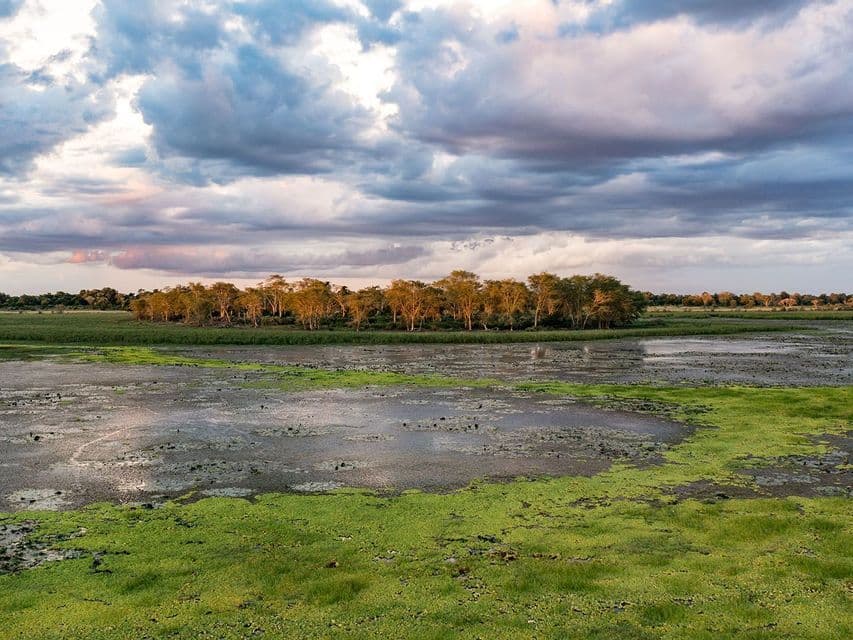 A wide view of a marshy wetland with green algae, showing a line of trees lit by sunset under a dramatic, cloudy sky.