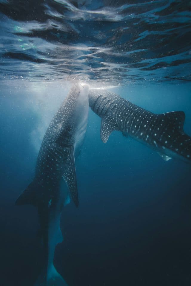 An underwater view of two whale sharks feeding at the ocean's surface, their spotted bodies lit by beams of sunlight.