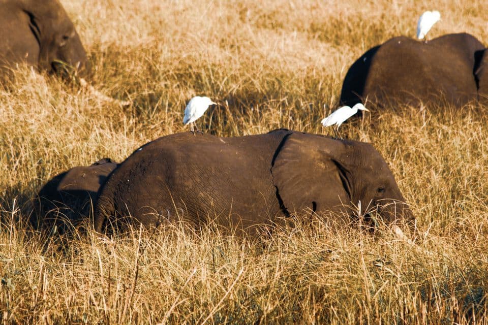 Several large elephants resting in a field of tall, dry grass, with three white egrets perched on their backs.