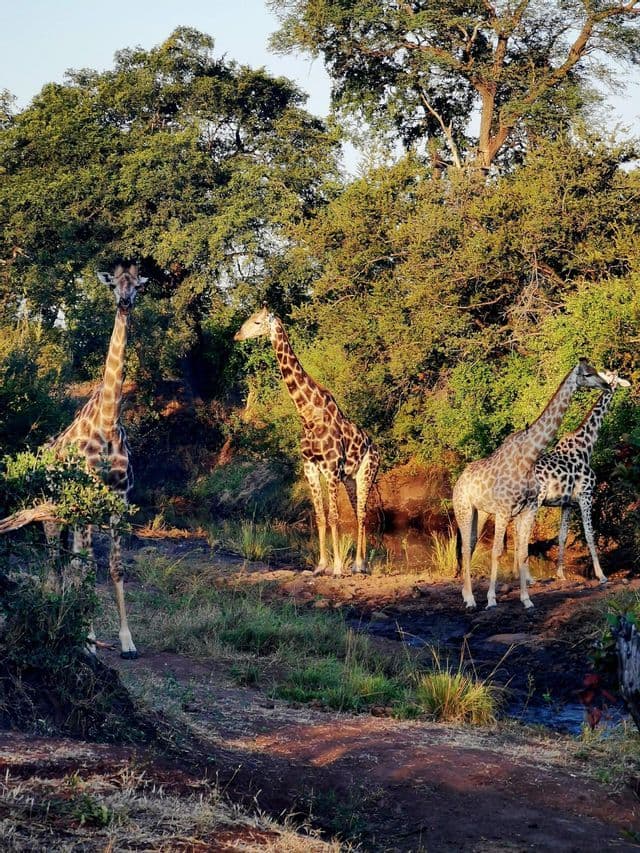 A group of four giraffes stand by a small stream in a dense, green forest during golden hour.