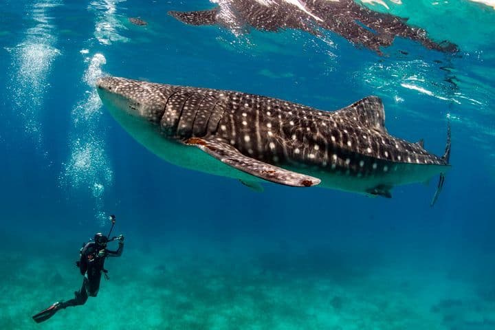 Un buzo filma un gran tiburón ballena nadando justo debajo de la superficie en agua azul cristalina.