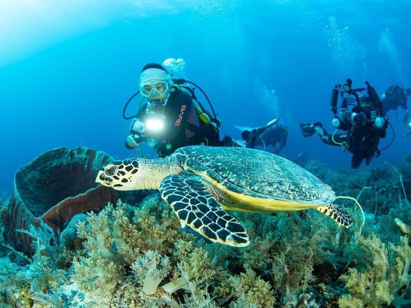 A WeRoad group trip of scuba divers illuminates a sea turtle with a flashlight as it swims above a coral reef.