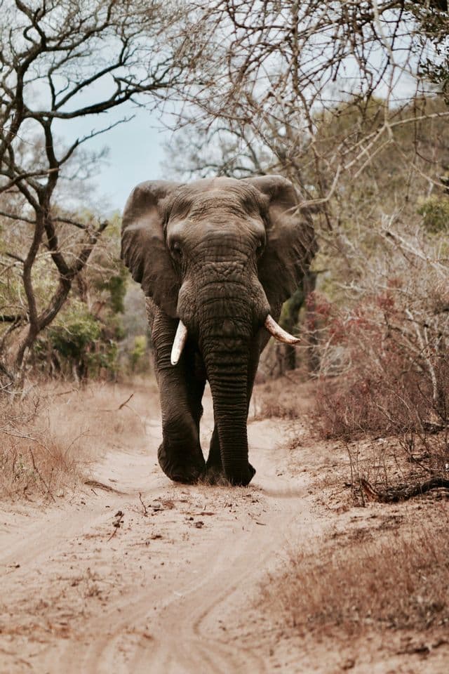 A large elephant with tusks walks toward the camera on a sandy path through a dry forest with bare trees.