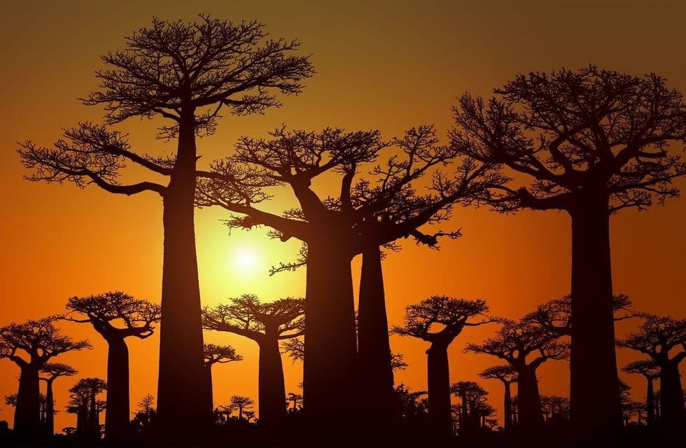 Un bosquet de grands baobabs se profile sur un ciel orange éclatant au coucher du soleil.