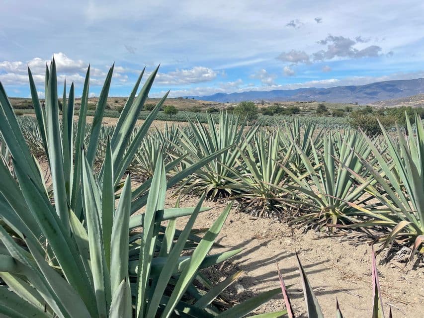 Un champ d'agaves bleues cultivées en rangées impeccables sur un sol aride, avec des montagnes au loin sous un ciel nuageux.