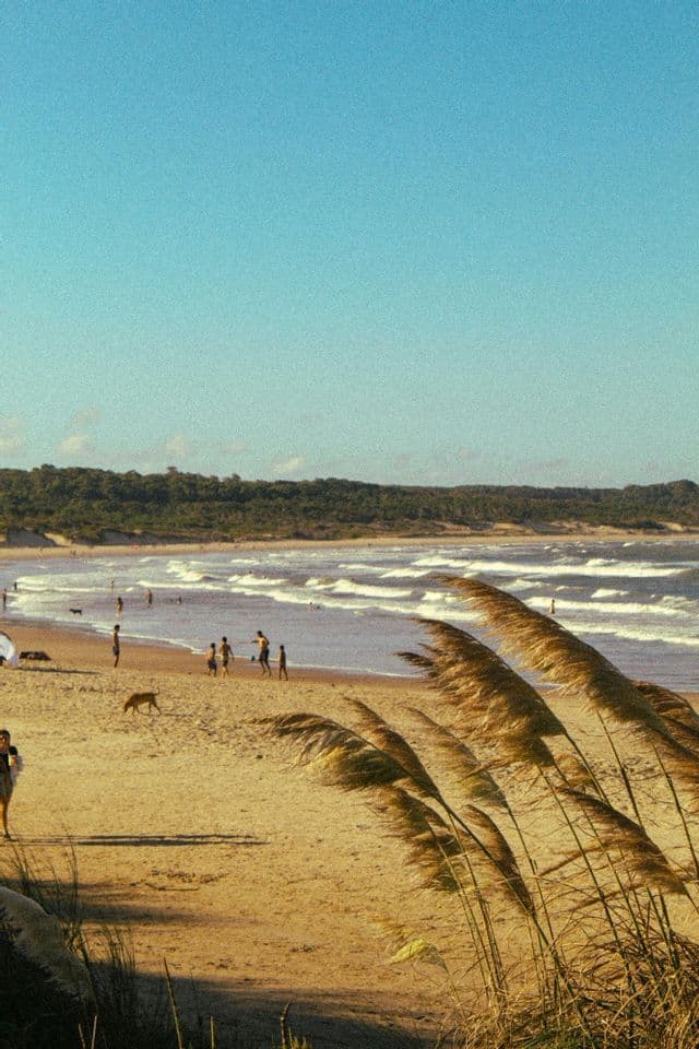 Una spiaggia soleggiata con persone che camminano sulla sabbia e nuotano nell'oceano, con erba alta che ondeggia in primo piano.