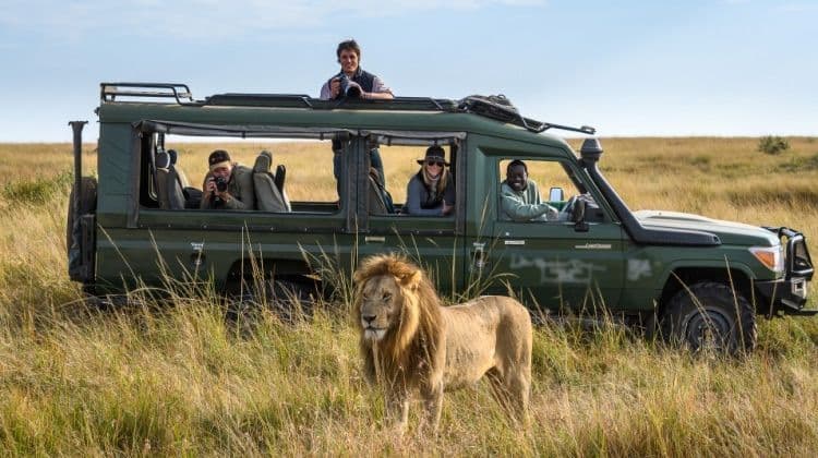 Eine WeRoad-Gruppe fotografiert einen großen Löwen aus einem offenen Safari-Jeep in einer grasbewachsenen Savanne.