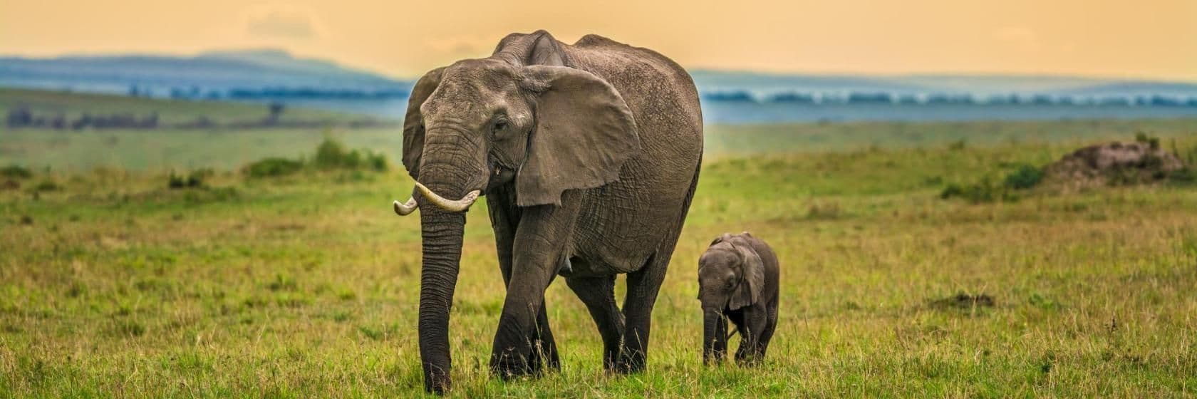 Ein erwachsener Elefant mit Stoßzähnen und ein Elefantenbaby gehen durch eine grasbewachsene Savanne.