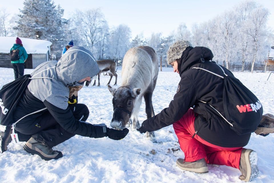 Two members of a WeRoad group trip kneel in the snow, hand-feeding a reindeer from their palms in a winter landscape.