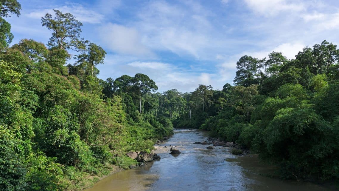 Un large fleuve traverse une jungle dense, bordée d'arbres luxuriants sur ses deux rives, sous un ciel bleu avec quelques nuages.