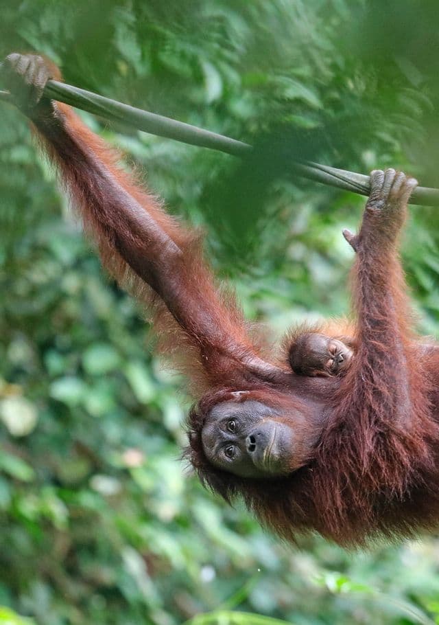 Una mamma orangutan si aggrappa a una liana con il suo cucciolo aggrappato alla schiena, contro uno sfondo sfocato di giungla.