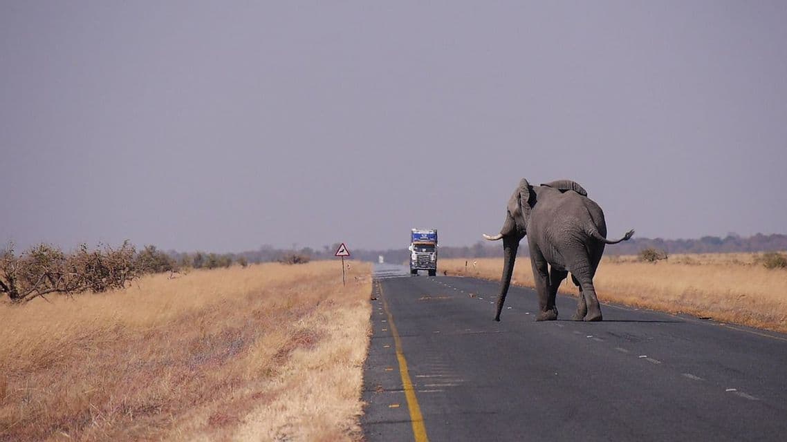 An elephant walks along a paved road through the savanna, with a truck approaching from the distance.