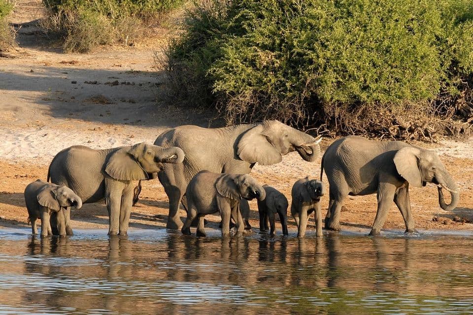 A herd of elephants, including several calves, stands at the edge of a river drinking water from their trunks.