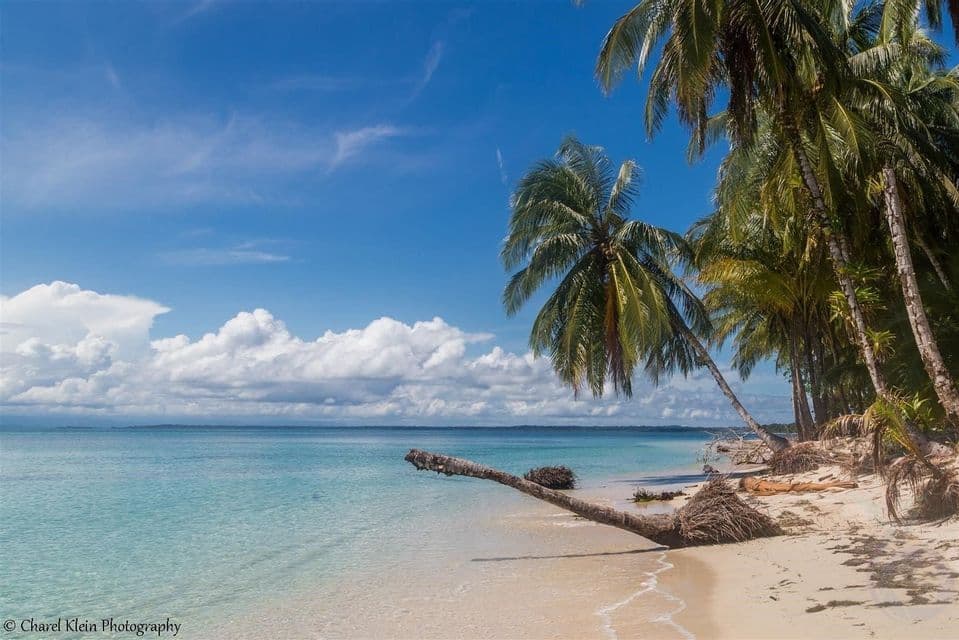 Una palma caduta giace su una spiaggia di sabbia bianca, estendendosi nell'acqua cristallina turchese sotto un cielo azzurro con nuvole.