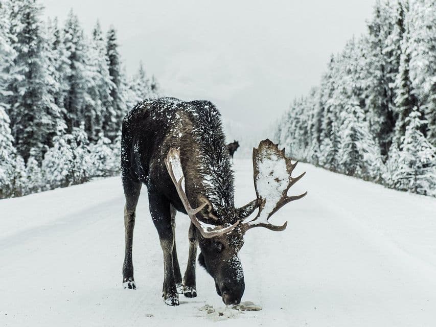 Un alce con la neve sui palchi mangia da una strada innevata in una foresta invernale, con un altro alce in lontananza.