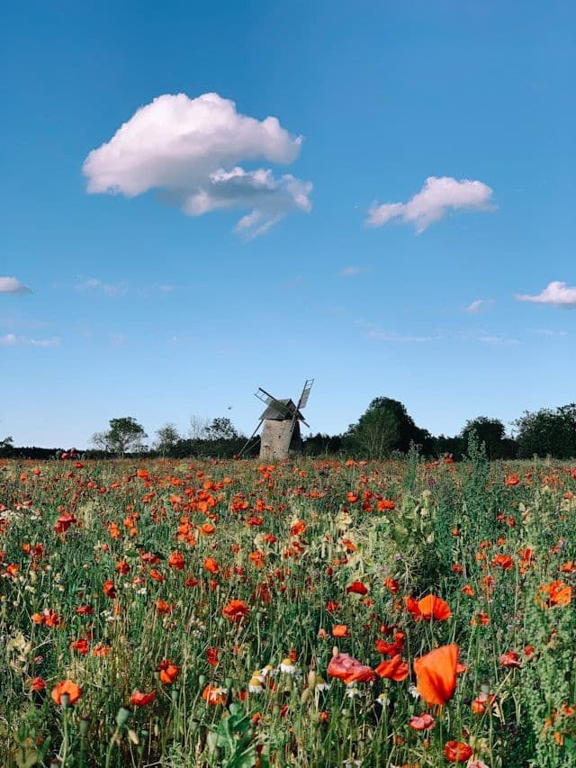 Eine traditionelle Steinwindmühle steht in einem Feld leuchtend roter Mohnblumen unter einem strahlend blauen Himmel mit weißen Wolken.