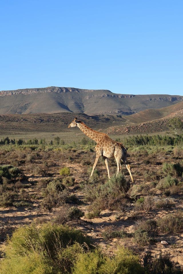 Une girafe solitaire traverse une savane sèche parsemée de buissons, avec des montagnes en arrière-plan sous un ciel bleu clair.