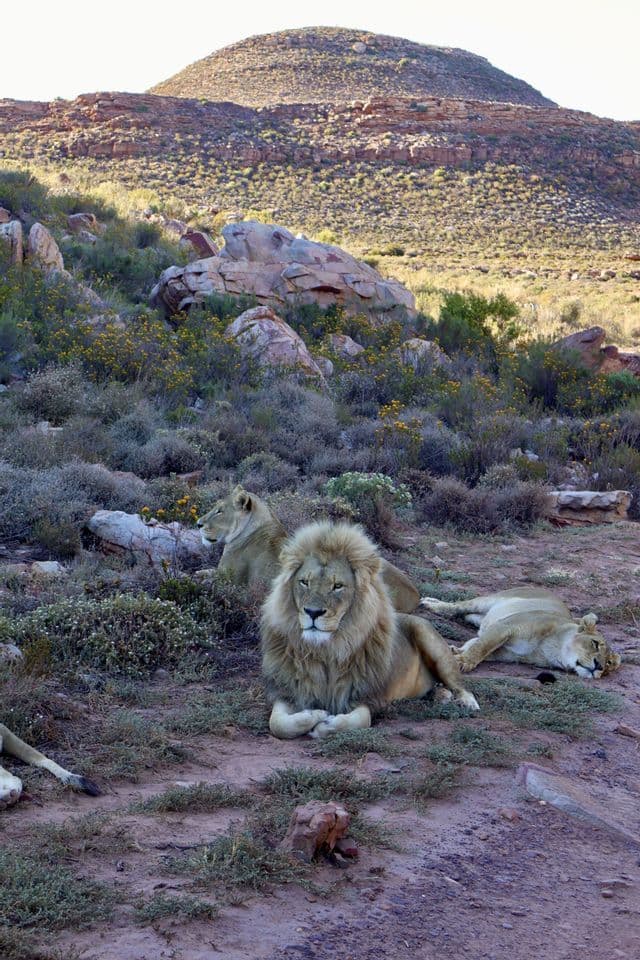 Un lion mâle à la crinière imposante est assis, tandis que des lionnes se reposent derrière lui dans un paysage rocheux et aride avec une colline en arrière-plan.