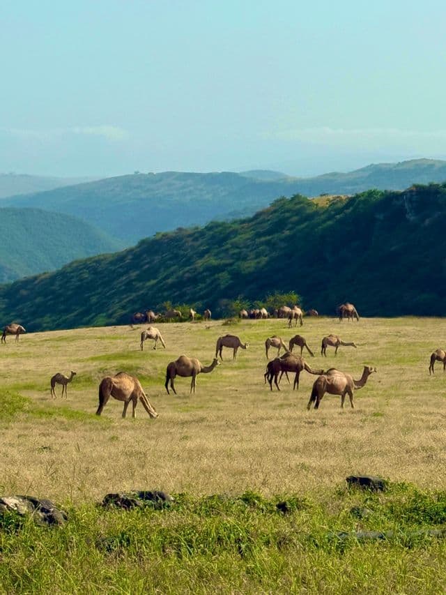 Un branco di cammelli pascola su una collina erbosa con dolci montagne verdi sullo sfondo sotto un cielo velato.