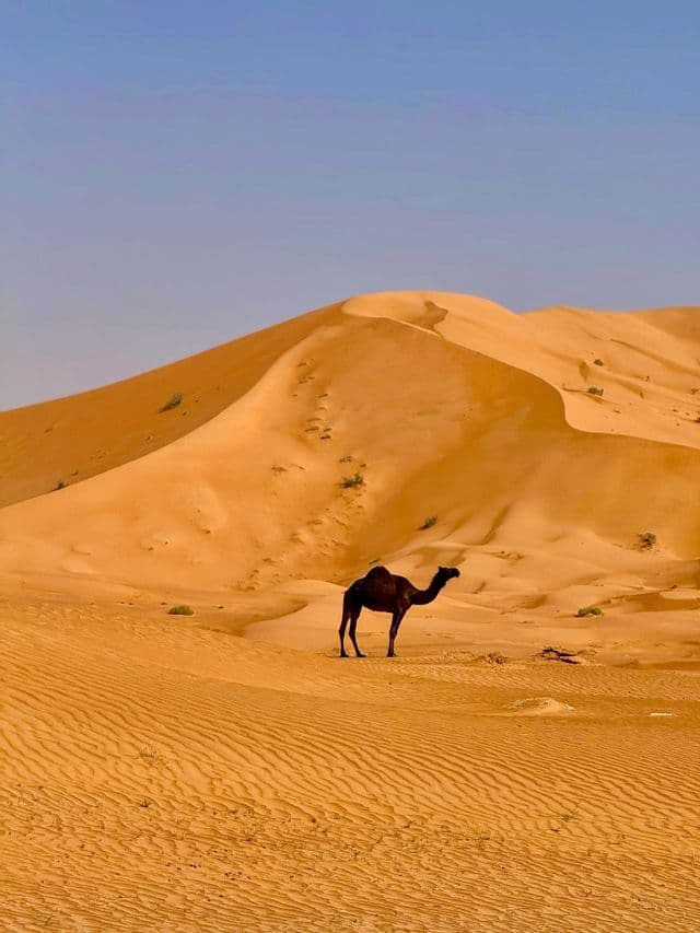 Un singolo cammello si erge tra grandi dune di sabbia dorata in un deserto sotto un cielo azzurro e limpido.