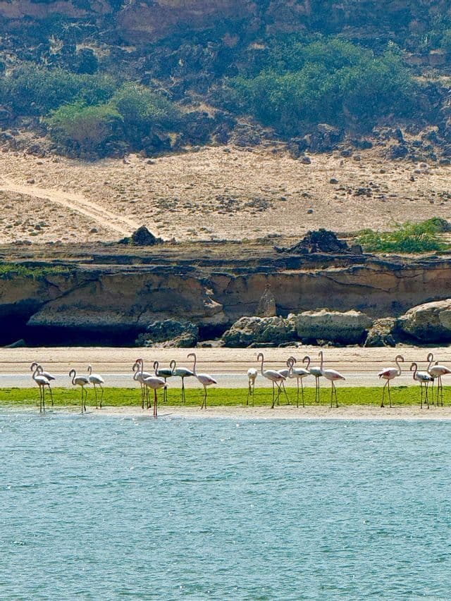 Uno stormo di fenicotteri rosa si staglia su una riva verde vicino all'acqua, con una collina rocciosa sullo sfondo.