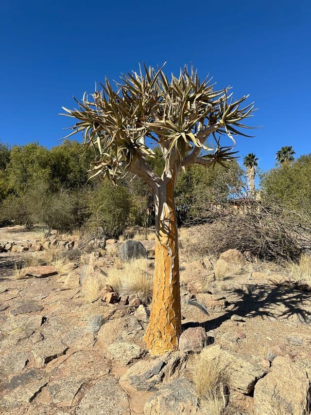 Un albero faretra con un tronco spesso e ruvido si erge in un paesaggio roccioso e arido sotto un cielo azzurro e limpido.