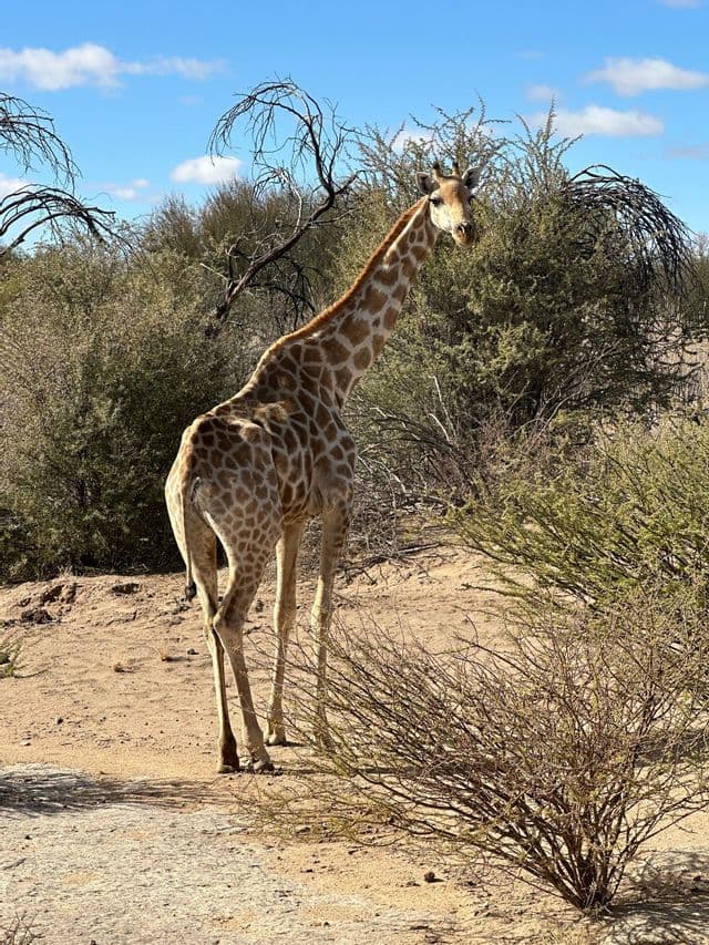 Una giraffa alta si erge su un terreno sabbioso tra cespugli sparsi e secchi in una savana sotto un cielo azzurro chiaro.