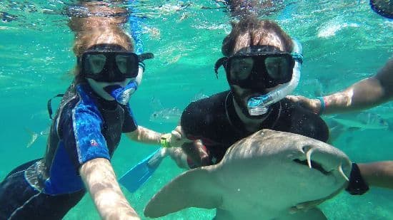 Snorkeling with nurse sharks Snorkelers swimming with a nurse shark on the Belize Barrier Reef