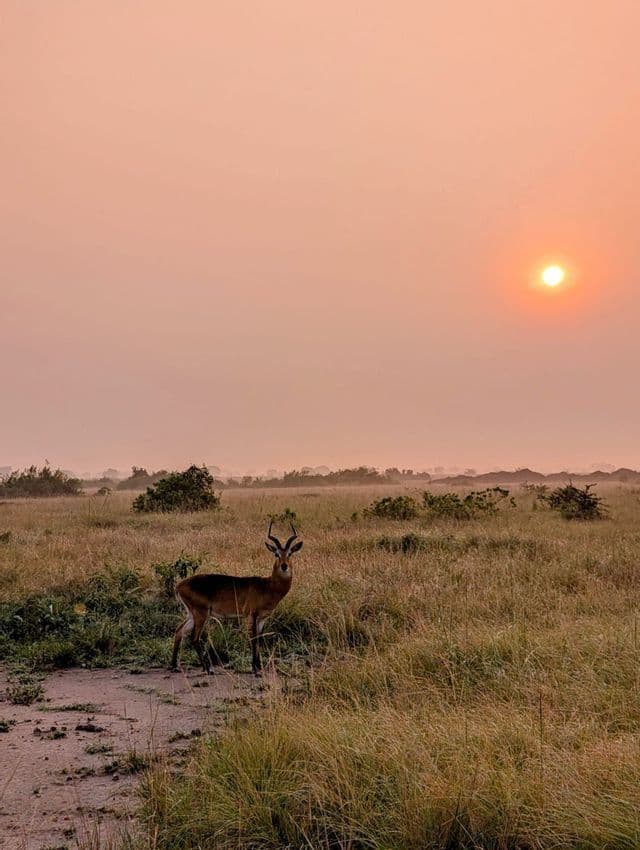 Un'antilope kob solitaria si erge in una savana erbosa durante un tramonto velato, guardando verso la fotocamera.