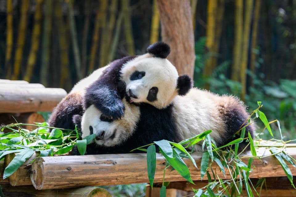 Two giant pandas cuddle on a wooden platform surrounded by fresh bamboo leaves and stalks.