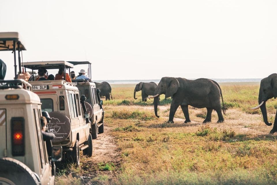 Eine WeRoad-Gruppenreise auf Safari, bei der man aus offenen Jeeps mehrere Elefanten über eine grasbewachsene Ebene ziehen sieht.