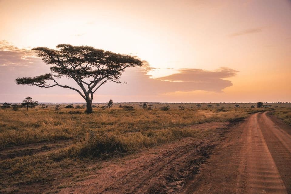 Un acacia solitaire se dresse au bord d'une route de terre serpentant à travers une savane au coucher du soleil.