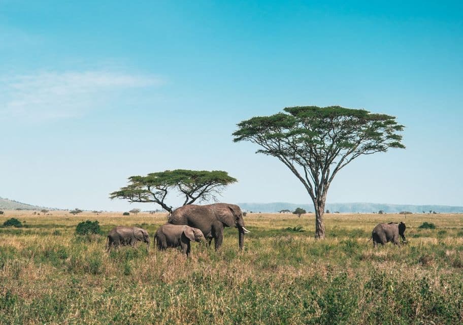 Una manada de elefantes, incluyendo crías, camina por una sabana herbácea con árboles de acacia bajo un cielo azul claro.