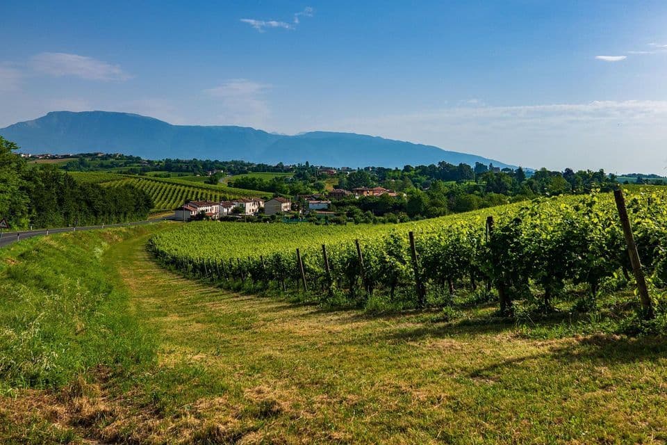 Filari di vigneti verdi coprono le dolci colline, con un piccolo villaggio e montagne visibili in lontananza sotto un cielo azzurro.