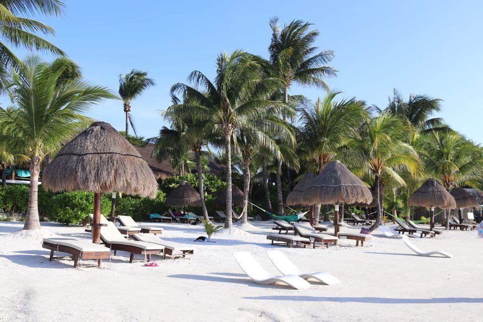 Lounge chairs and thatched umbrellas arranged on a white sand beach lined with palm trees under a clear blue sky.