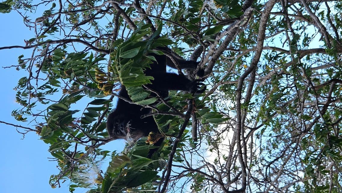 Ein schwarzer Brüllaffe hängt kopfüber von einem Ast in einem belaubten Baum und blickt auf die Kamera herab.