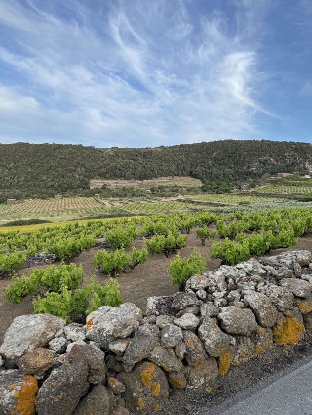 Un paesaggio con un vigneto terrazzato, filari di viti, un muretto a secco e una collina boscosa sotto un cielo azzurro.