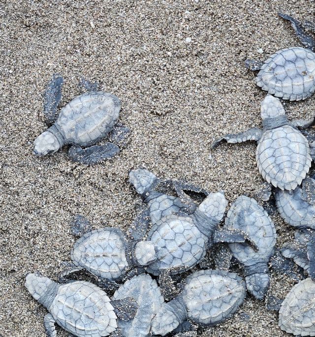 Eine Draufsicht auf eine Gruppe von Baby-Meeresschildkröten-Schlüpflingen, die auf sandigem Untergrund krabbeln.