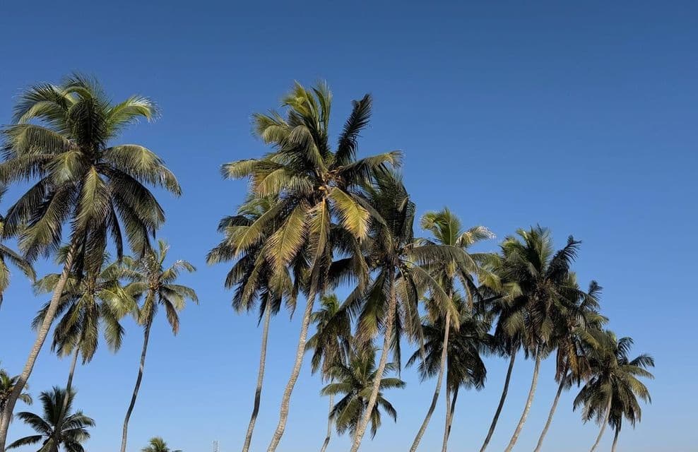 Un gruppo di palme alte e slanciate con fronde verdi su uno sfondo di cielo blu completamente sereno.
