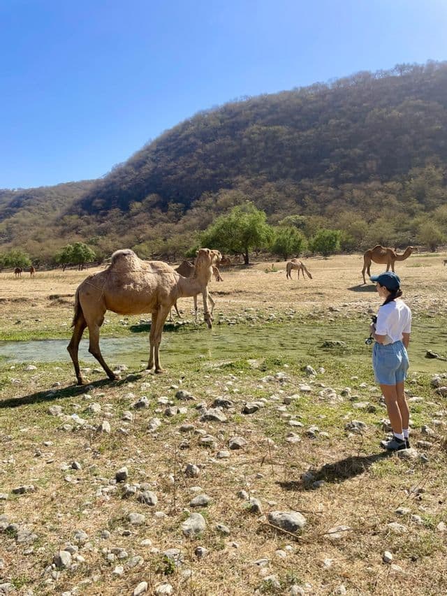 Una donna si trova in un campo roccioso, osservando diversi cammelli vicino a un ruscello, con una collina verde dietro di loro.