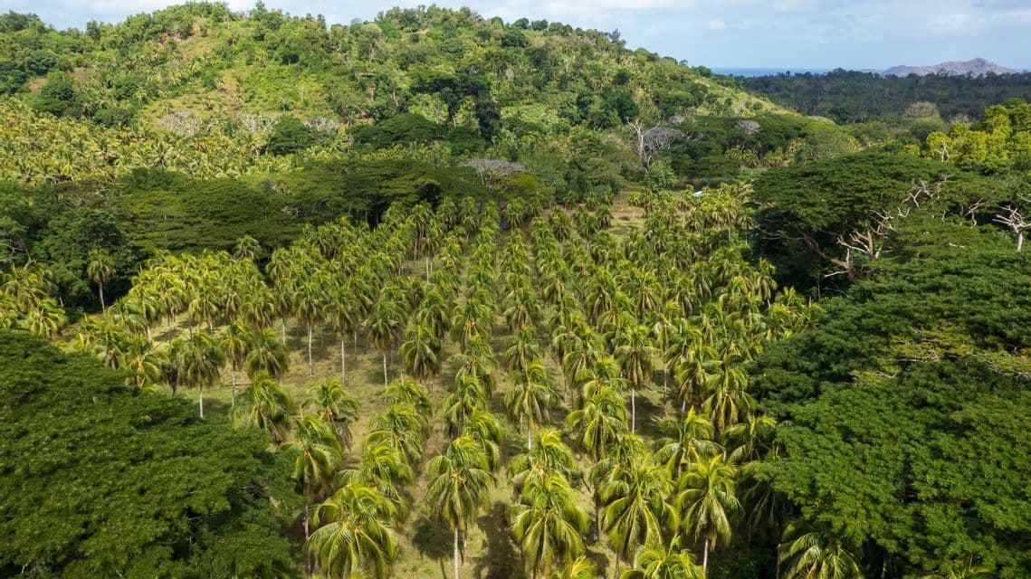 Una vista aerea di una piantagione di palme su un pendio, circondata da una fitta foresta verde con l'oceano in lontananza.