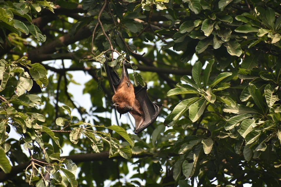 Un grande pipistrello della frutta pende a testa in giù da un ramo d'albero circondato da grandi foglie verdi.