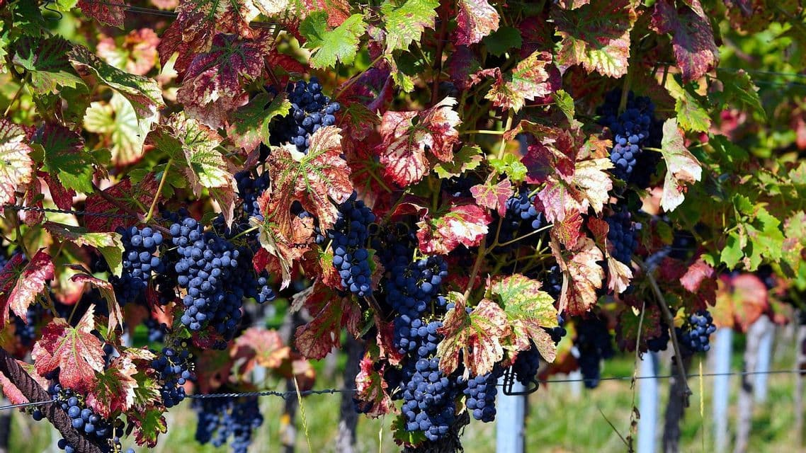 Reife violette Trauben hängen an einem Weinstock, umgeben von bunten Blättern, die sich im Herbst rot und grün färben.