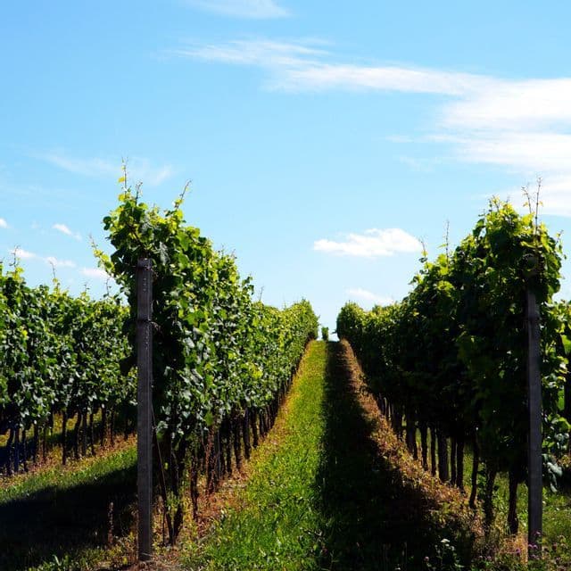 Ein grasbewachsener Pfad führt zwischen zwei langen Reihen grüner Weinreben in einem sonnenverwöhnten Weinberg unter blauem Himmel.