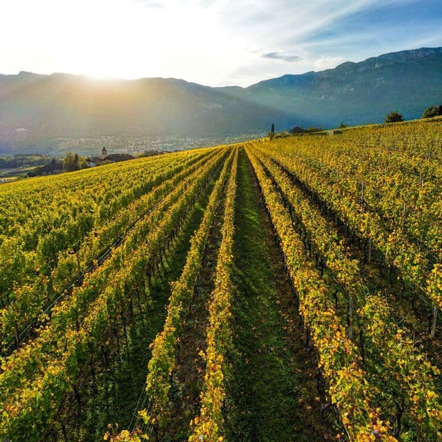 Reihen eines Hangweinbergs mit goldenen Herbstblättern erstrecken sich unter einer untergehenden Sonne zu fernen Bergen.