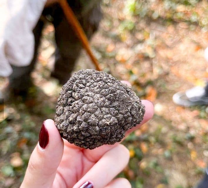 Primo piano di una mano con smalto rosso scuro che tiene un grande tartufo nero nodoso in un bosco.